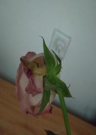 渣女的惩罚 禁止涩涩