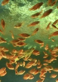 非正常关系最新章节