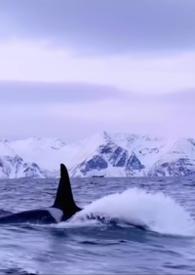 男主假装是仿生机器人