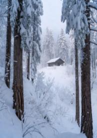 林场是什么意思